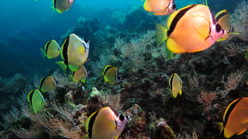 A picture of reef full of fishes