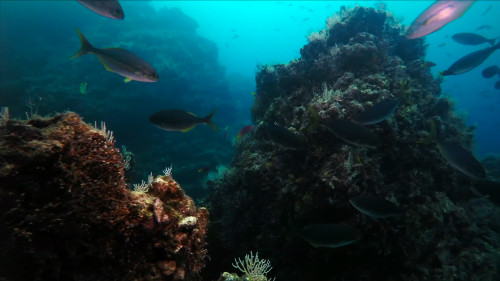 A picture of reef full of fishes